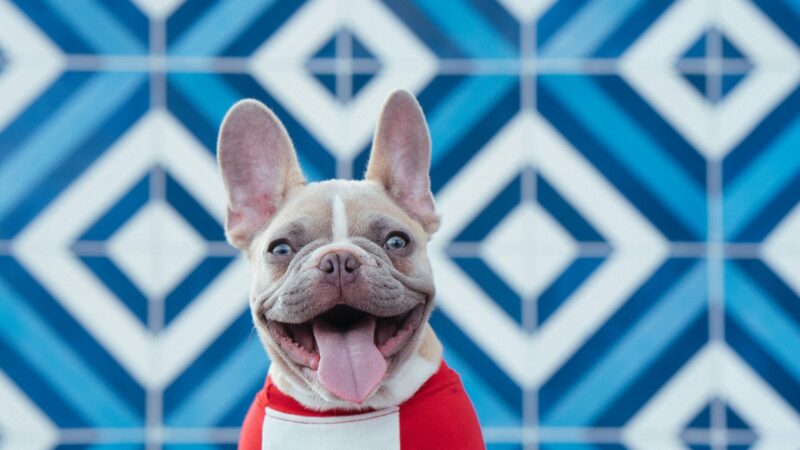 Como Proteger Seu Pet do Frio: Roupas, Caminhas e Alimentação
