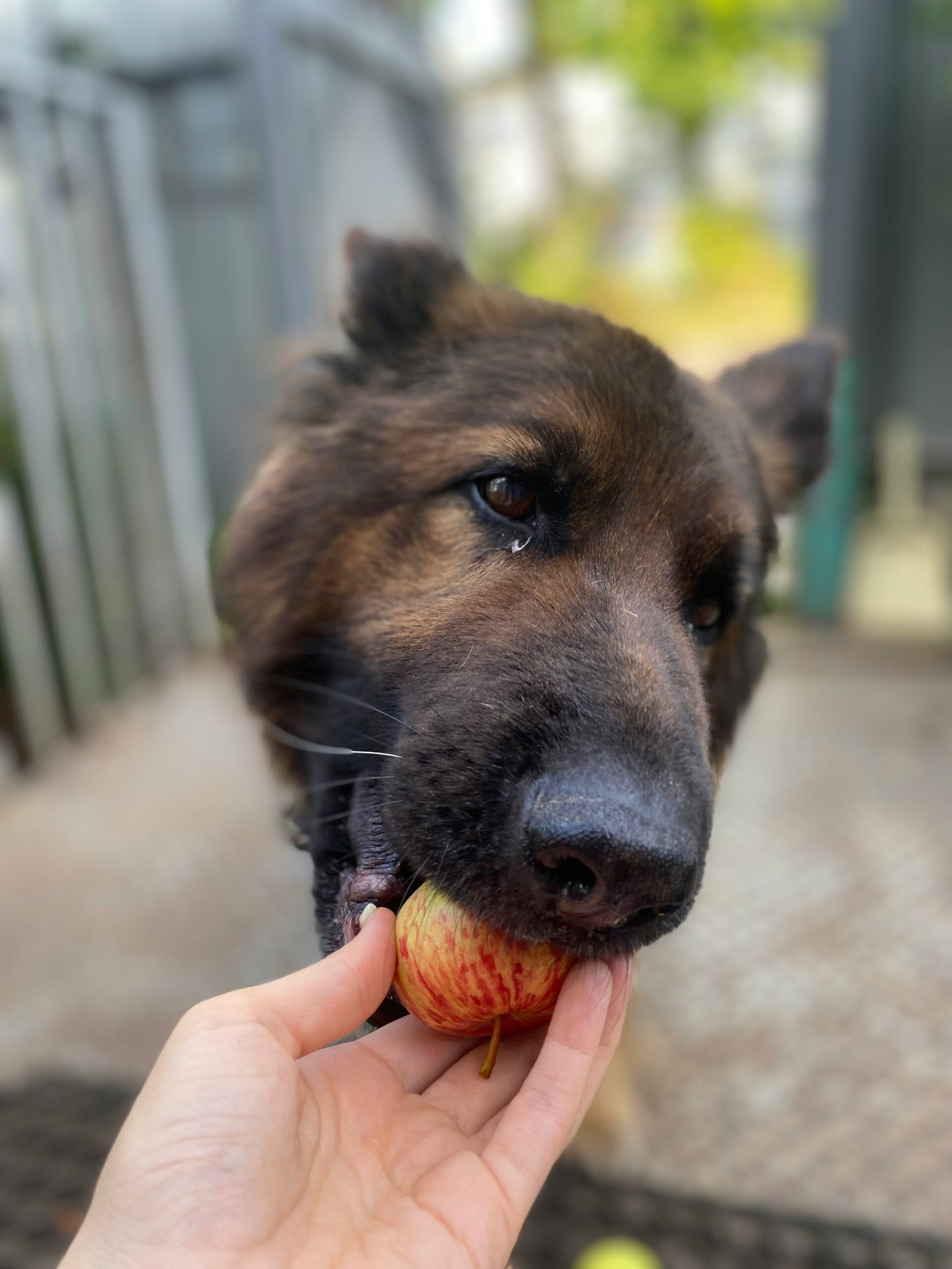 Frutas que podem (ou não) ser oferecidas aos pets