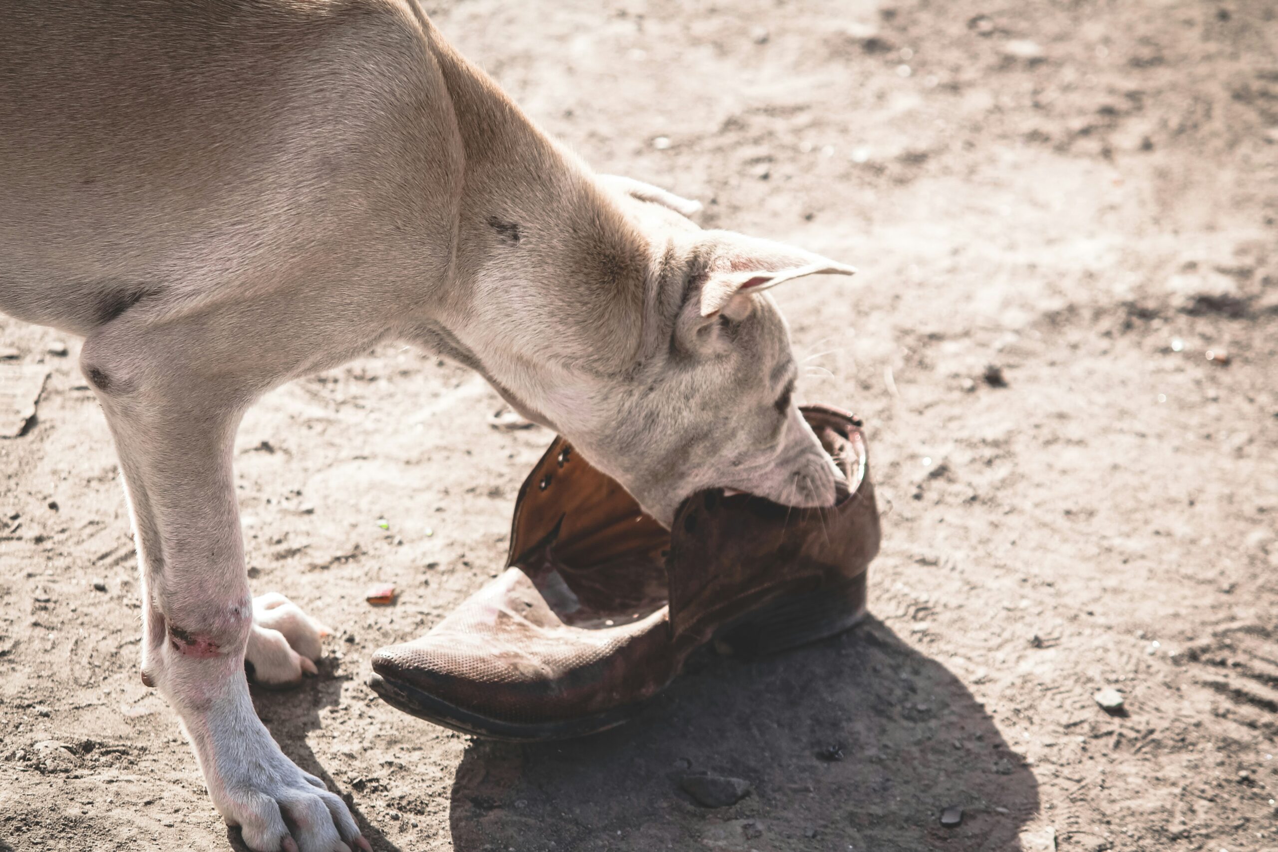 Como Lidar com Comportamentos Destrutivos em Animais