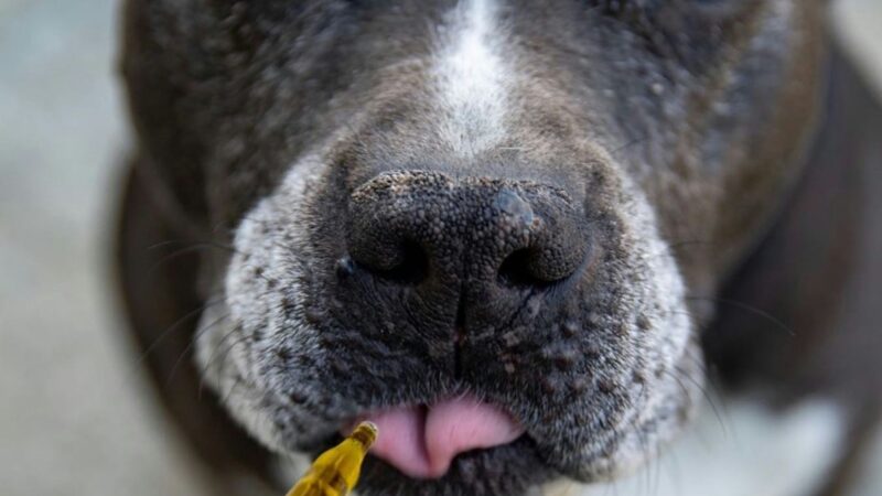 Sinais de Doenças Silenciosas em Pets