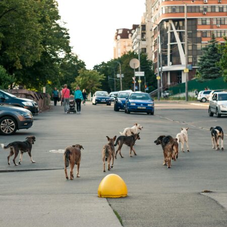 Como Ajudar Animais de Rua sem Abrigar em Casa