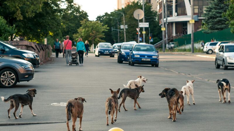 Como Ajudar Animais de Rua sem Abrigar em Casa