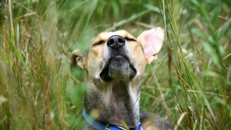 5 Curiosidades Sobre o Olfato dos Cães