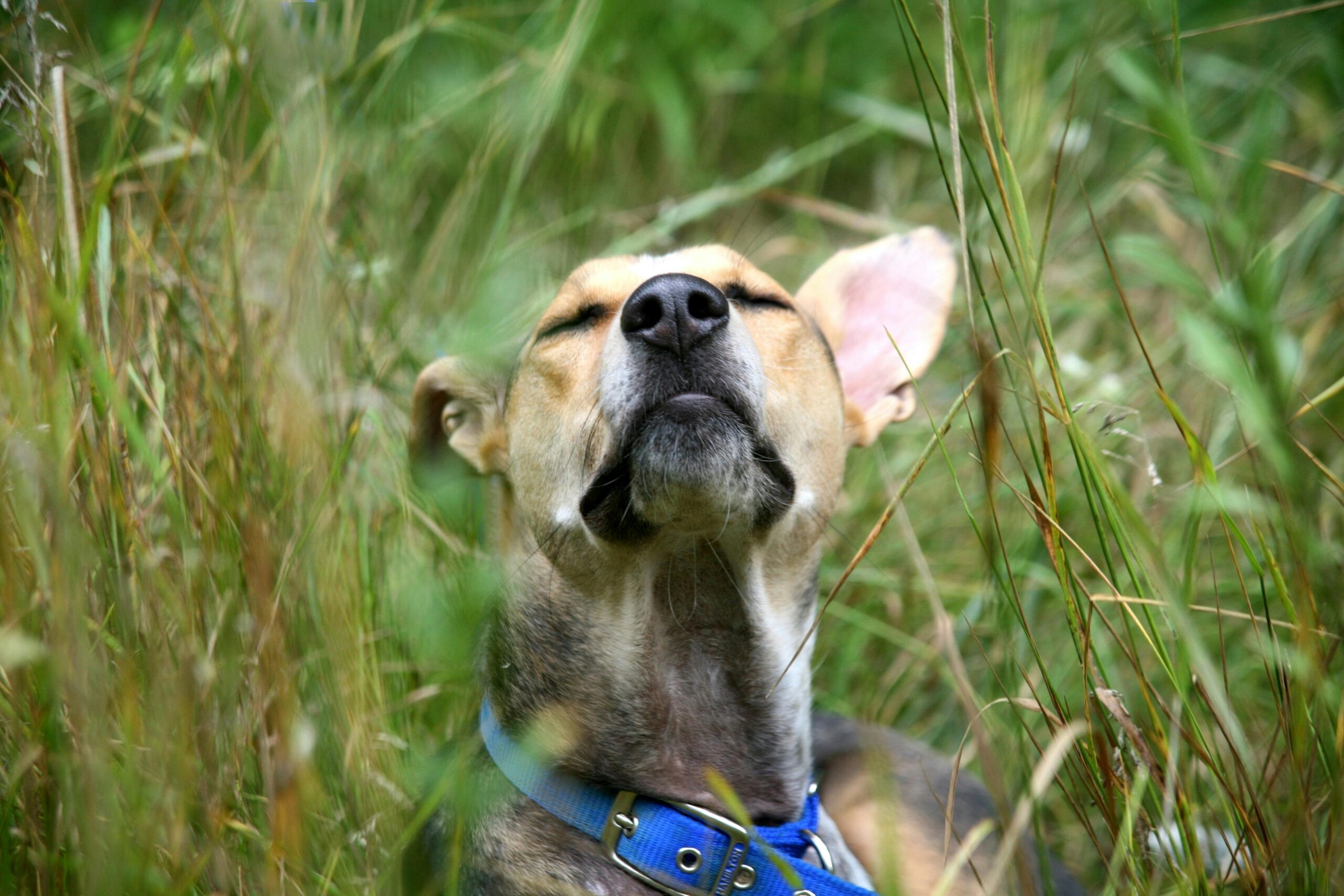 5 Curiosidades Sobre o Olfato dos Cães