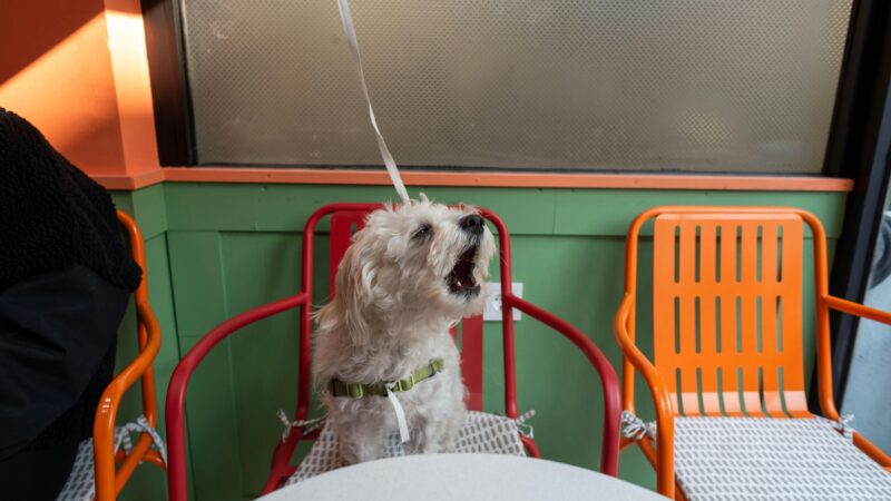 Cachorros em Restaurantes Pet Friendly de Brasília: Onde Levar Seu Melhor Amigo