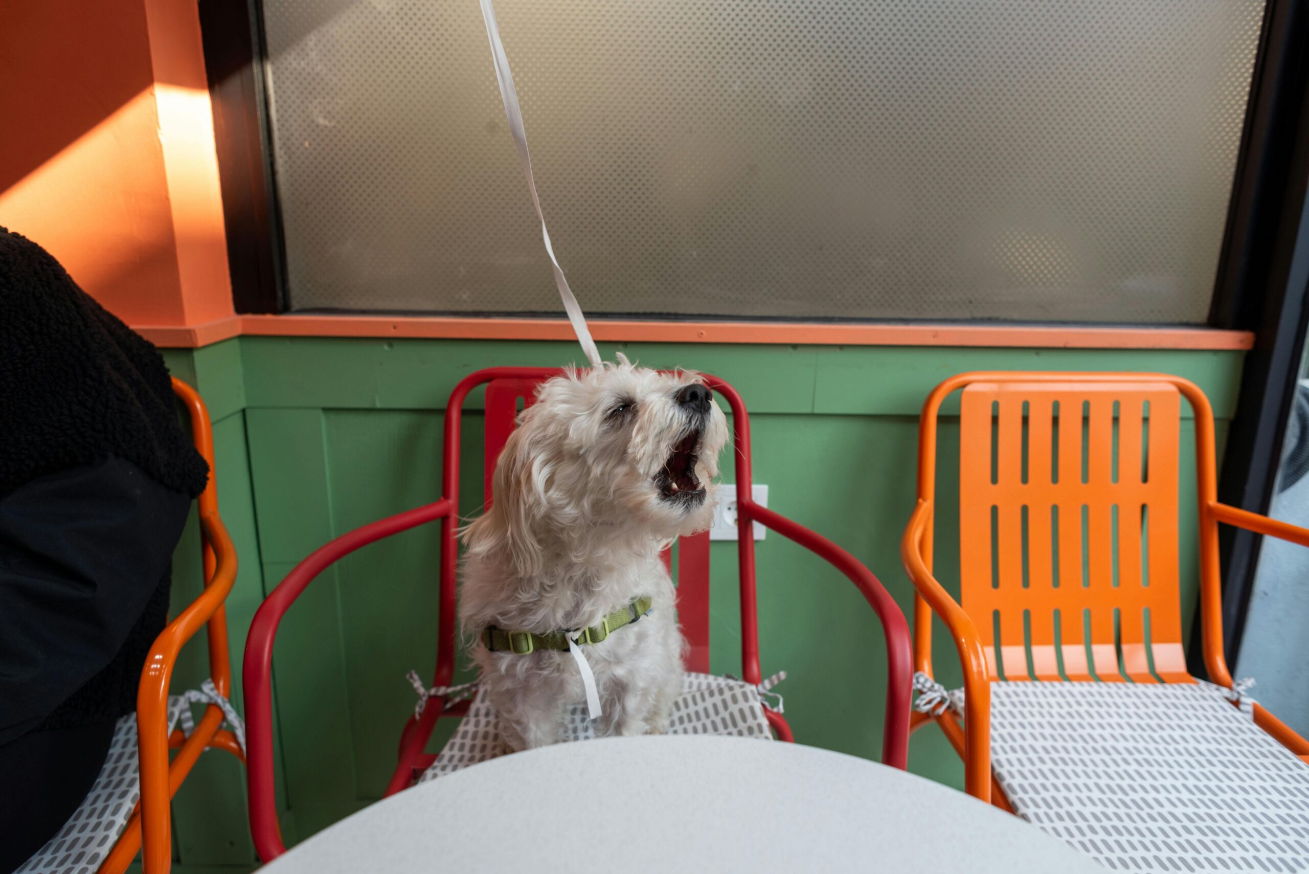 Cachorros em Restaurantes Pet Friendly de Brasília: Onde Levar Seu Melhor Amigo