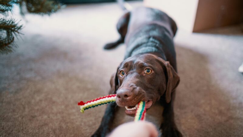 Como Escolher o Brinquedo Ideal para Seu Pet