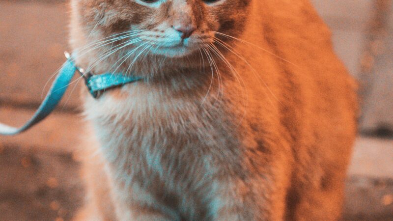 Gatos Devem Passear na Rua Também? Entenda os Prós e Contras