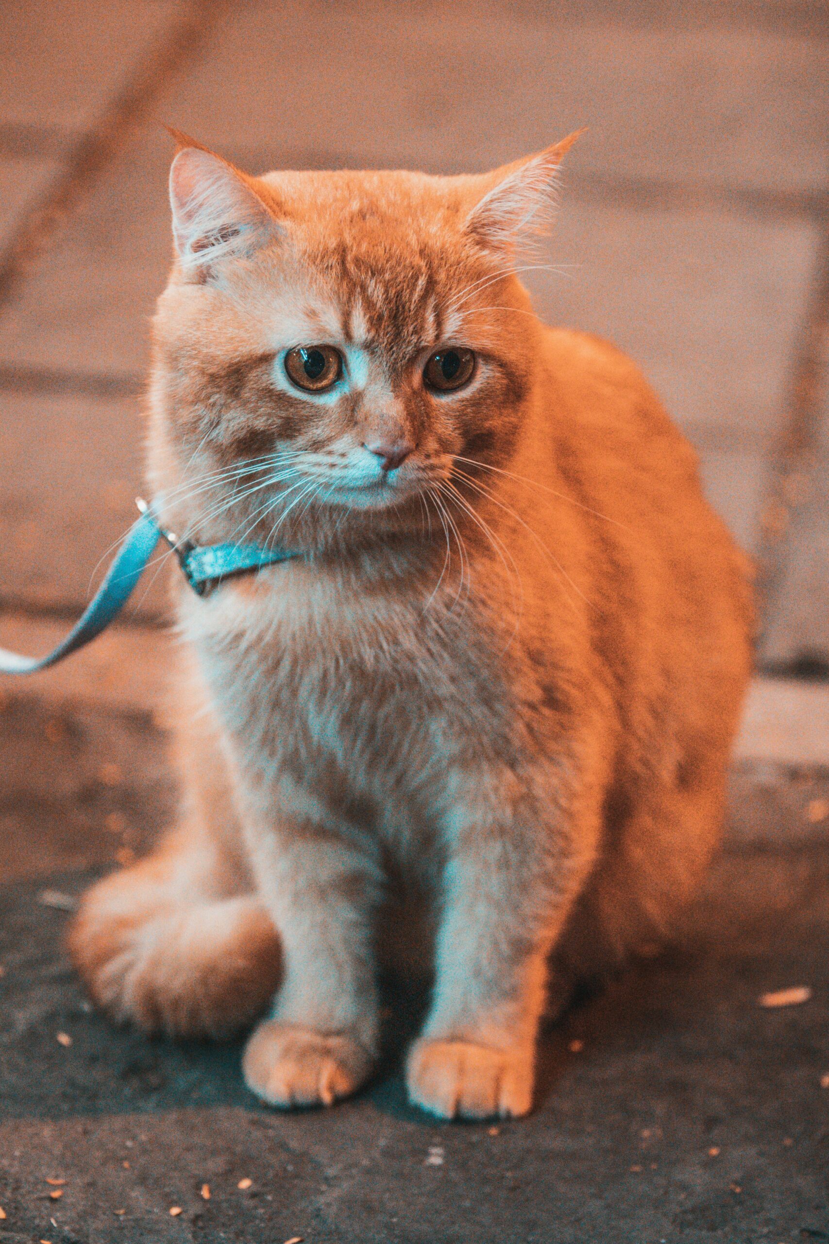 Gatos Devem Passear na Rua Também? Entenda os Prós e Contras