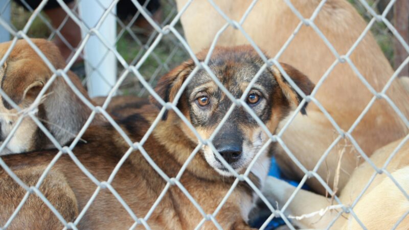 Adoção Responsável: O Que Saber Antes de Levar um Animal para Casa