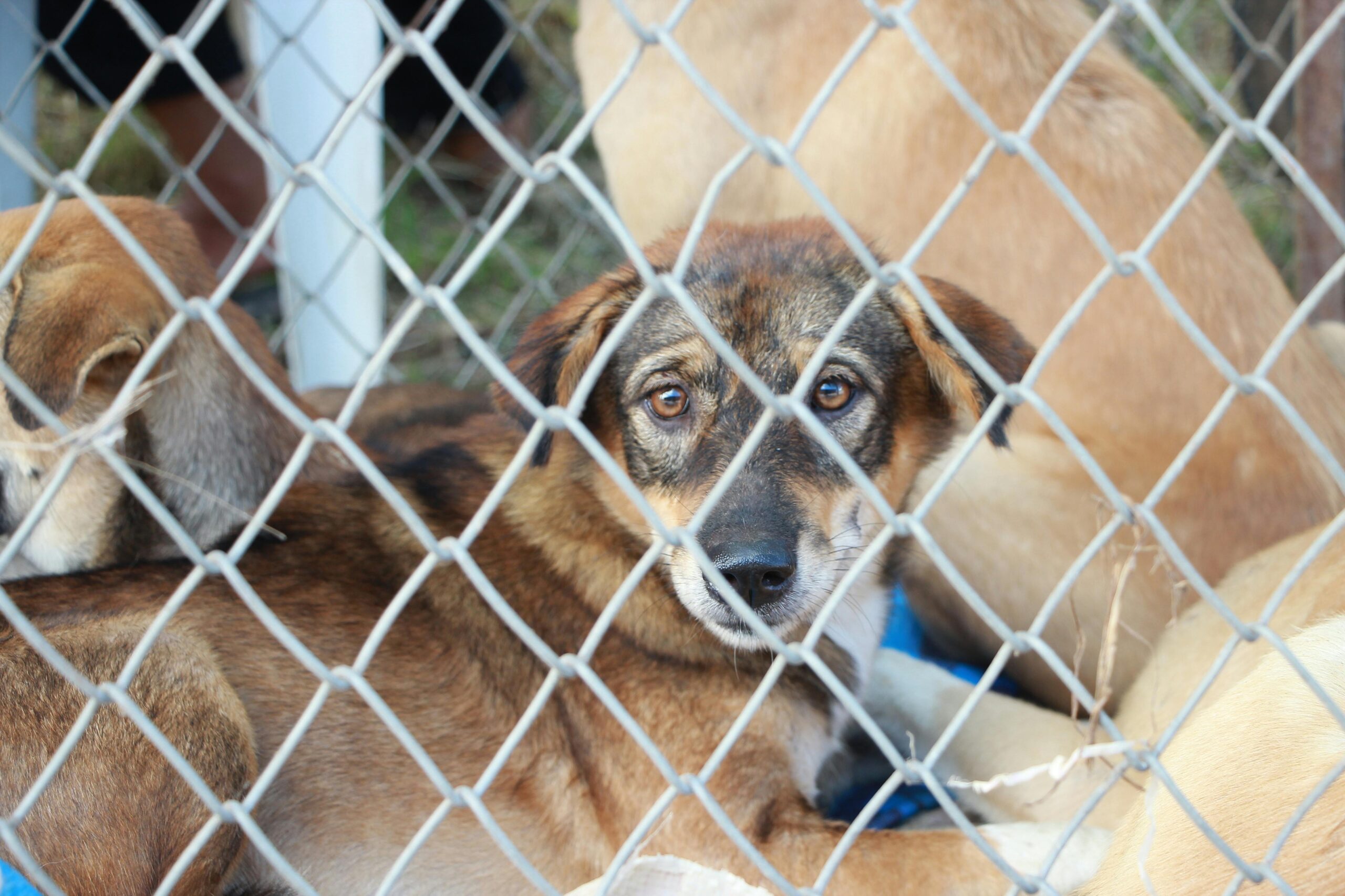 Adoção Responsável: O Que Saber Antes de Levar um Animal para Casa