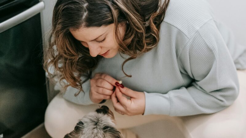 Pet Sitter em Brasília: Quando e Por Que Contratar