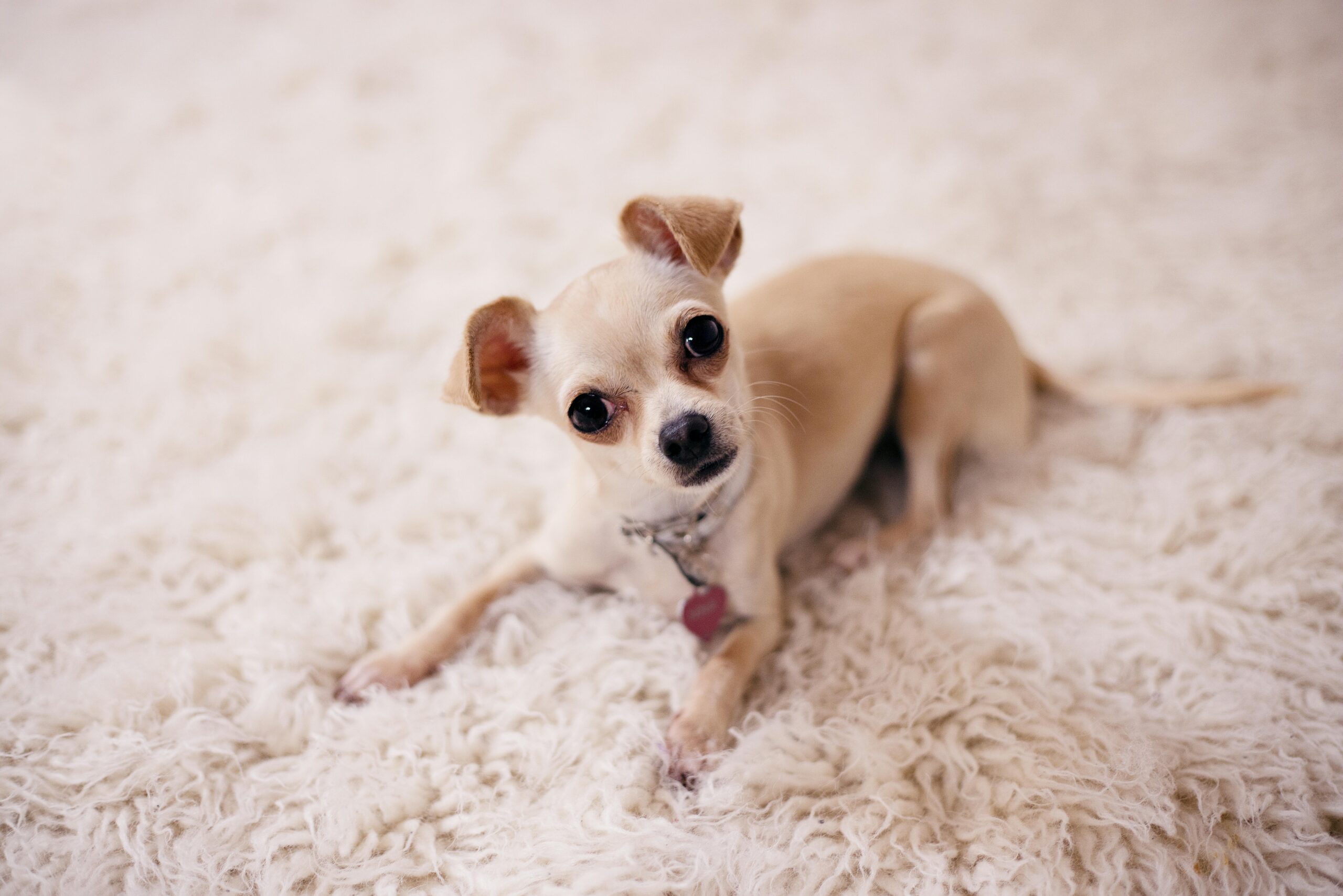 Raças de Cachorro Ideais para Apartamentos: Companhia Sem Bagunça