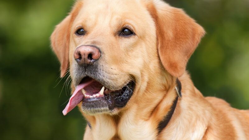 Dicas para Cuidar do Pet Durante a Estação Seca de Brasília