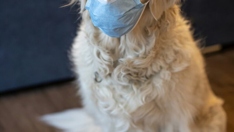Doenças Respiratórias em Cães e Gatos: Prevenção no Inverno