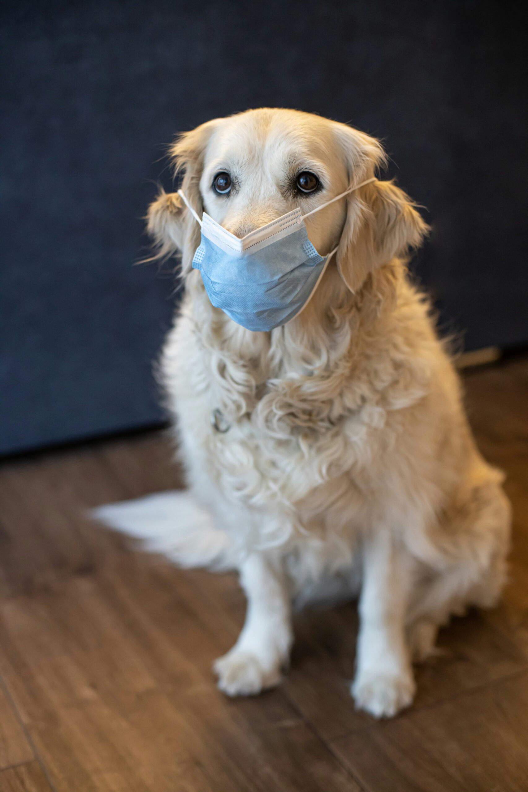 Doenças Respiratórias em Cães e Gatos: Prevenção no Inverno