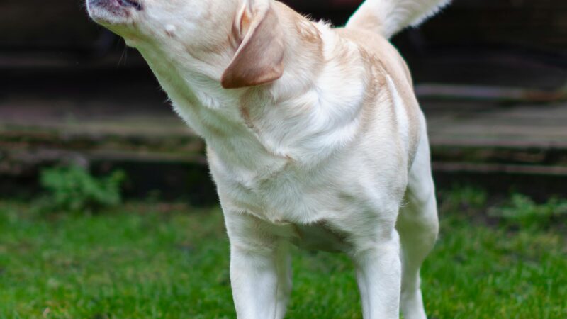 Cachorro Late Demais? Veja Como Entender e Reduzir o Comportamento