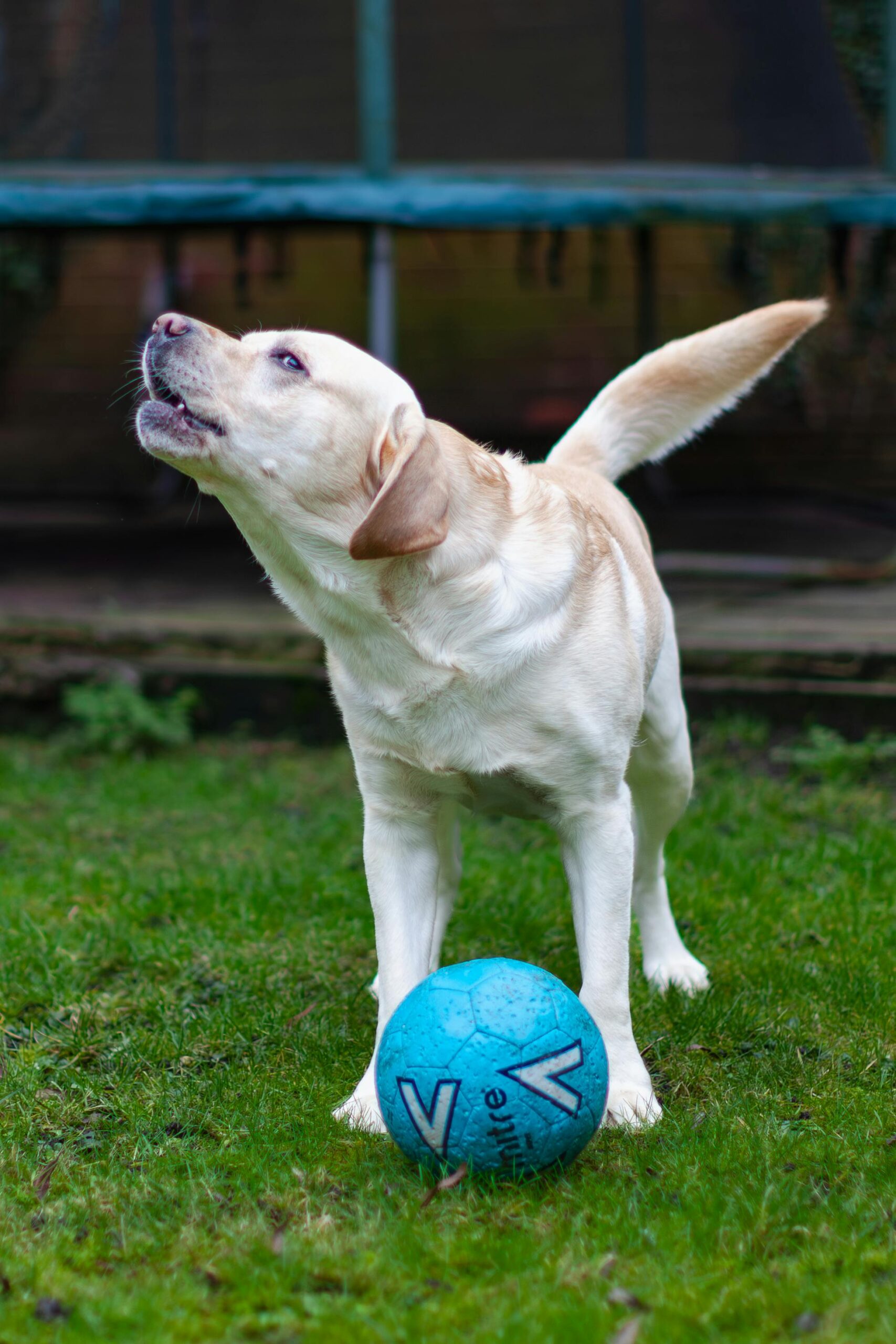 Cachorro Late Demais? Veja Como Entender e Reduzir o Comportamento