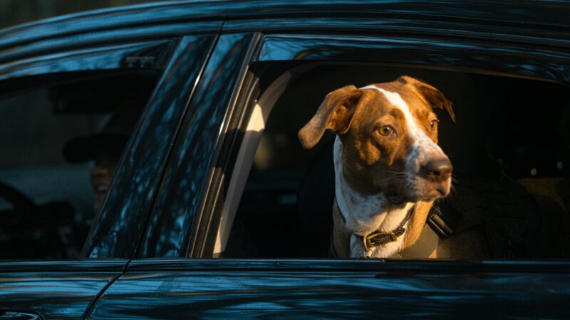 Como Preparar seu Pet para Viagens de Férias