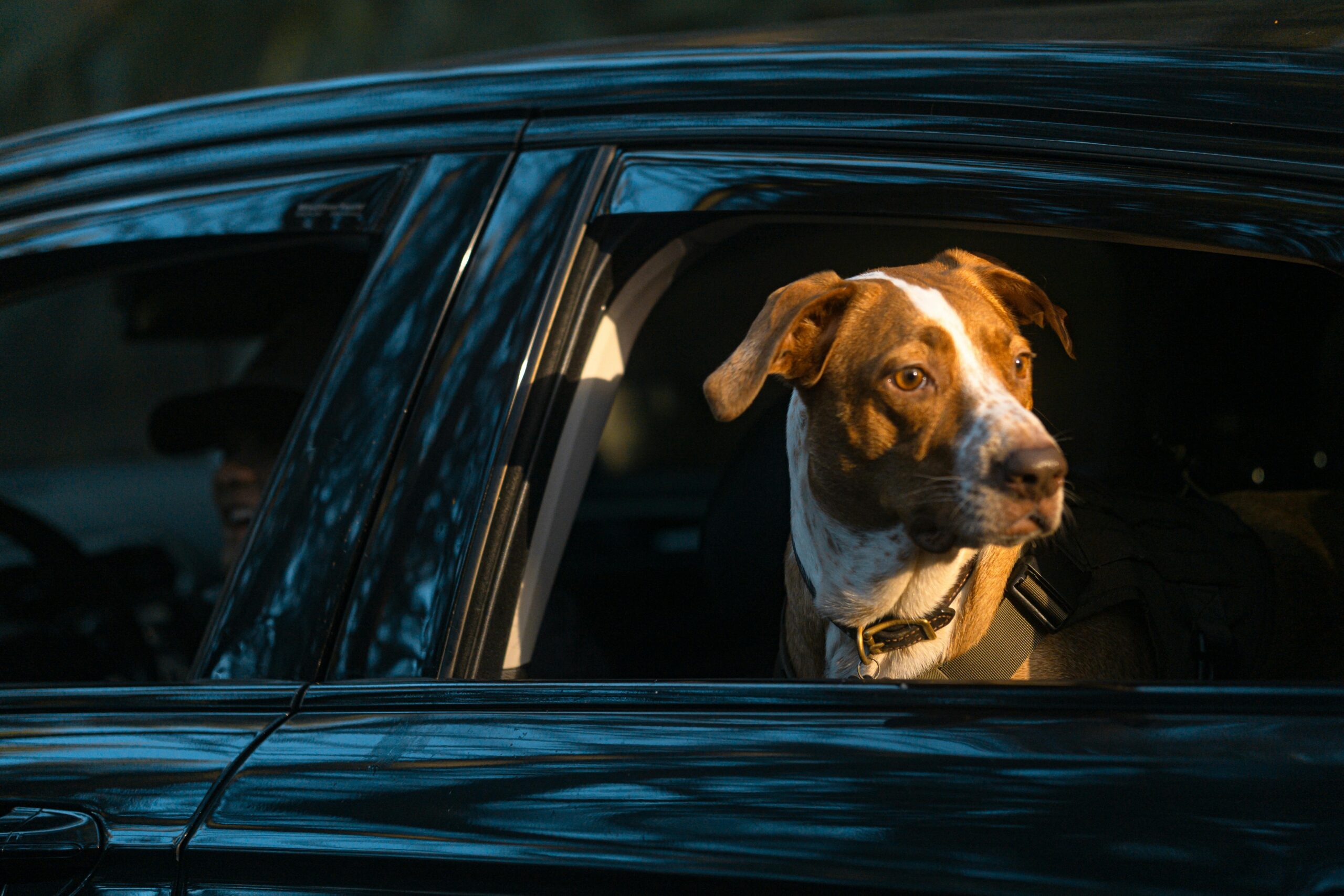 Como Preparar seu Pet para Viagens de Férias