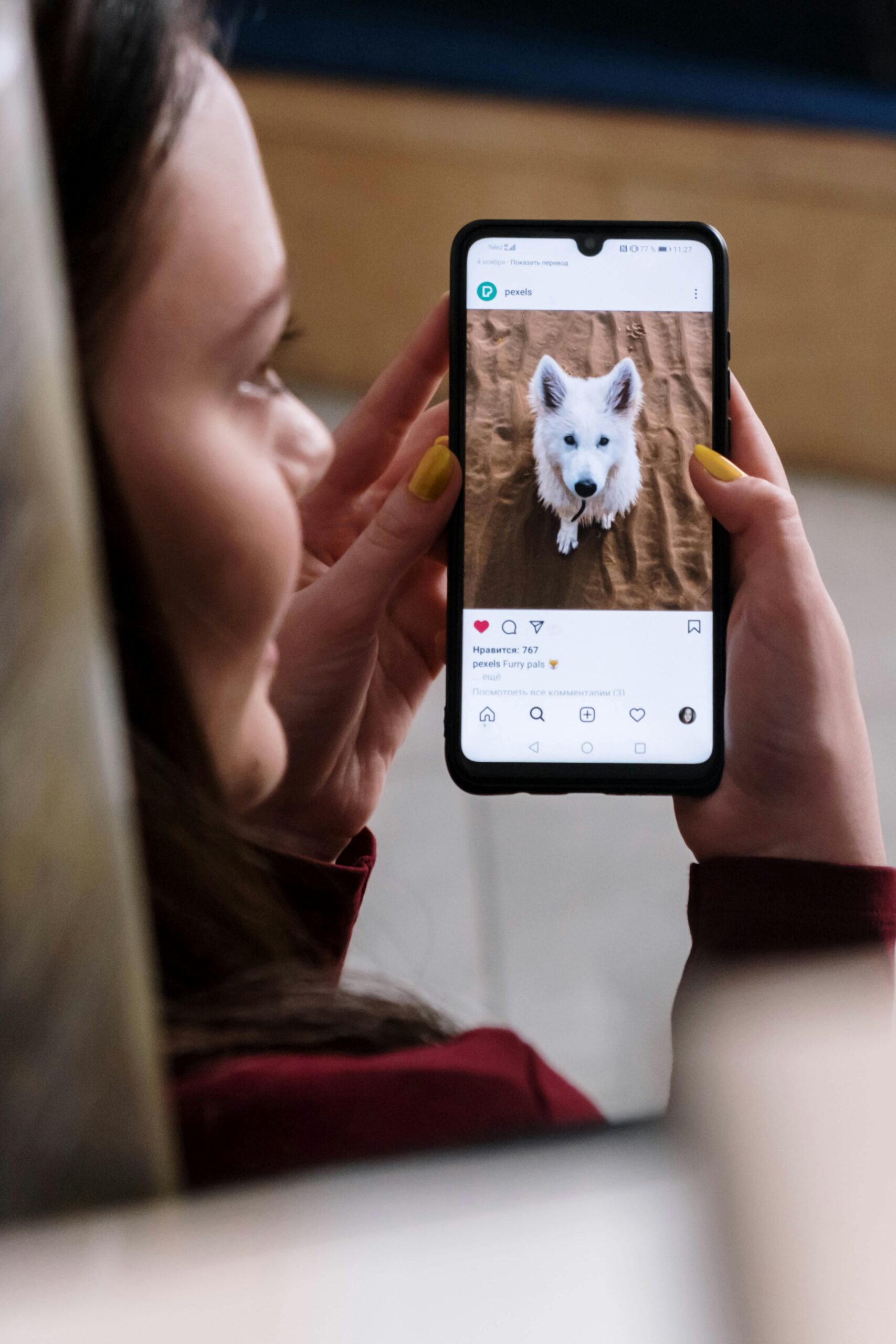 Perfis de Pets de Brasília para Seguir