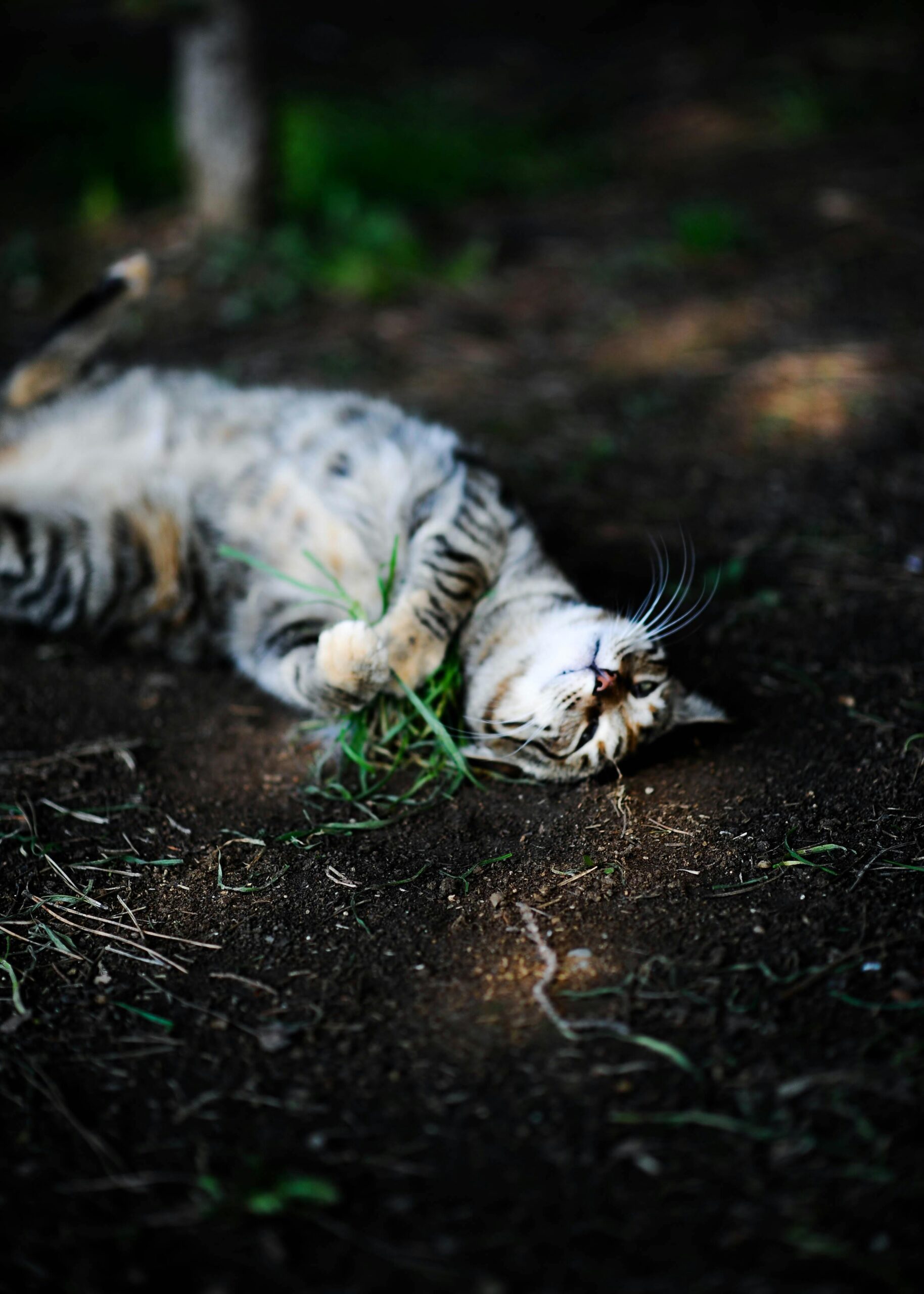 Cuidados com Gatos em Casas com Quinta