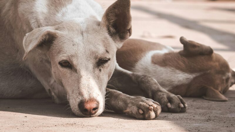 Cães Idosos: Como Adaptar a Rotina para o Envelhecimento Saudável