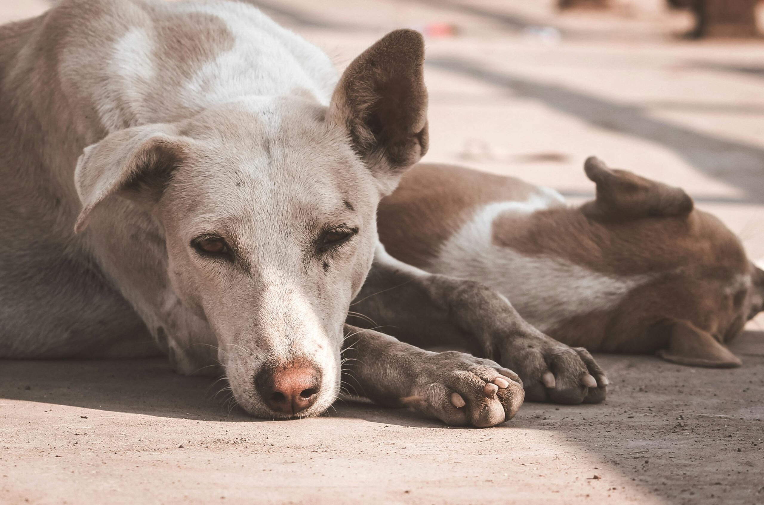 Cães Idosos: Como Adaptar a Rotina para o Envelhecimento Saudável