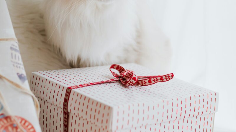Como Comemorar o Aniversário do Seu Pet com Amor e Criatividade