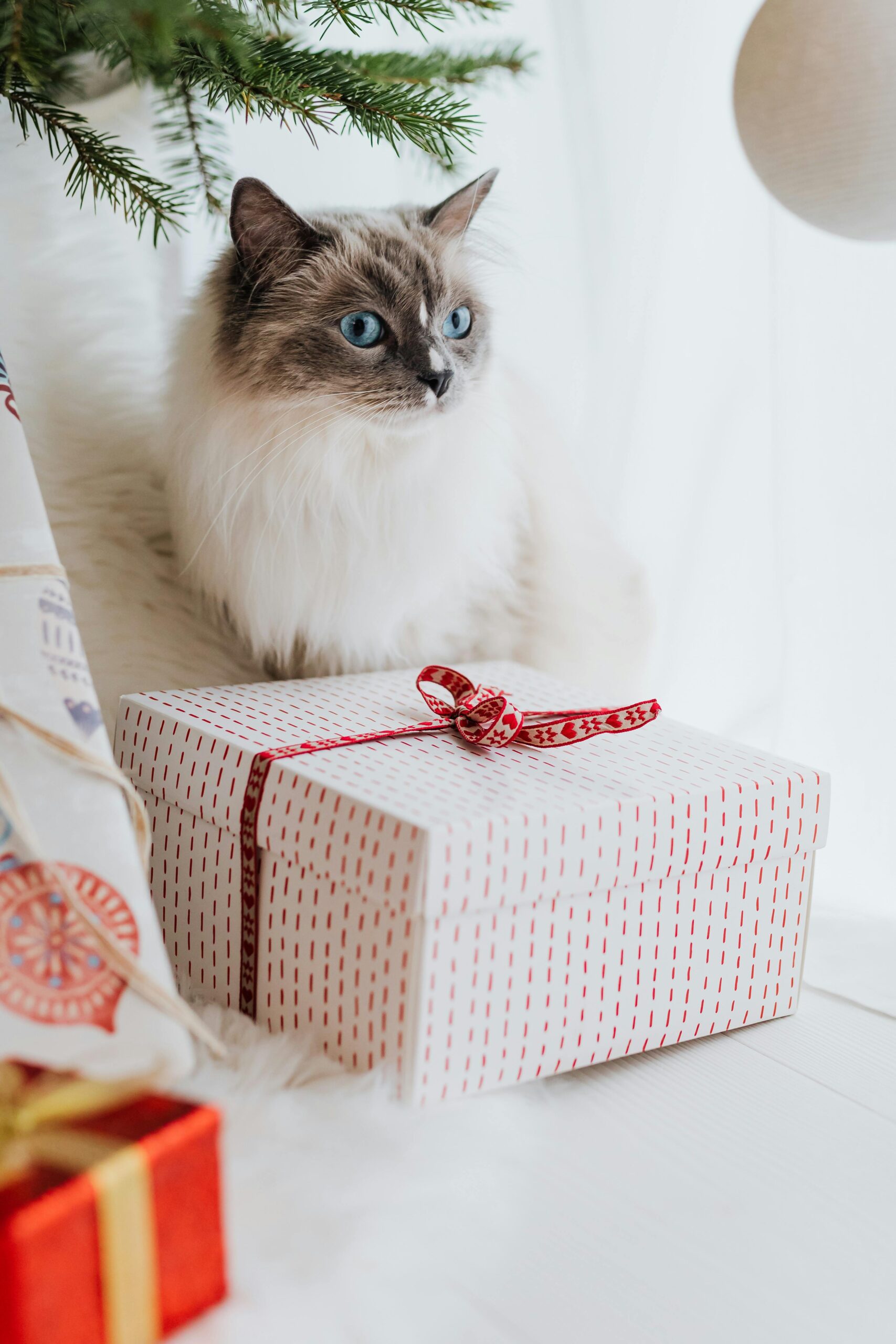 Como Comemorar o Aniversário do Seu Pet com Amor e Criatividade
