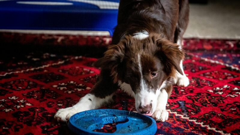 Enriquecimento Ambiental: Brinquedos e Atividades para Pets Felizes