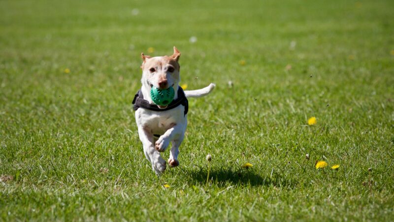 Passeios no Parque: Onde Levar Seu Cachorro em Brasília