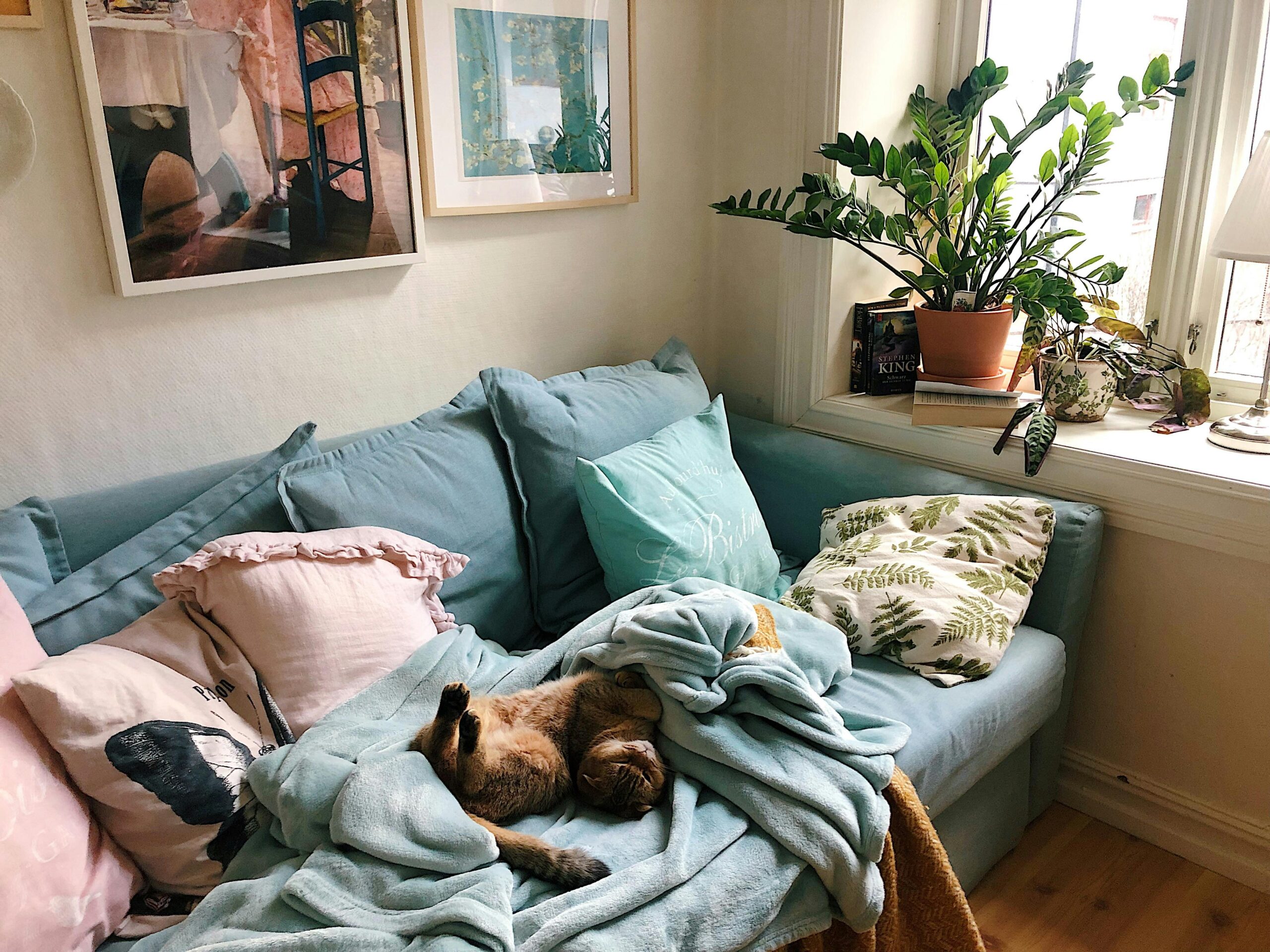 Raças de Gato que se Adaptam Bem a Apartamentos