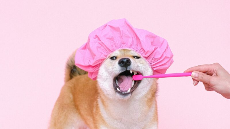 Higiene Bucal em Cães e Gatos: Como Fazer em Casa