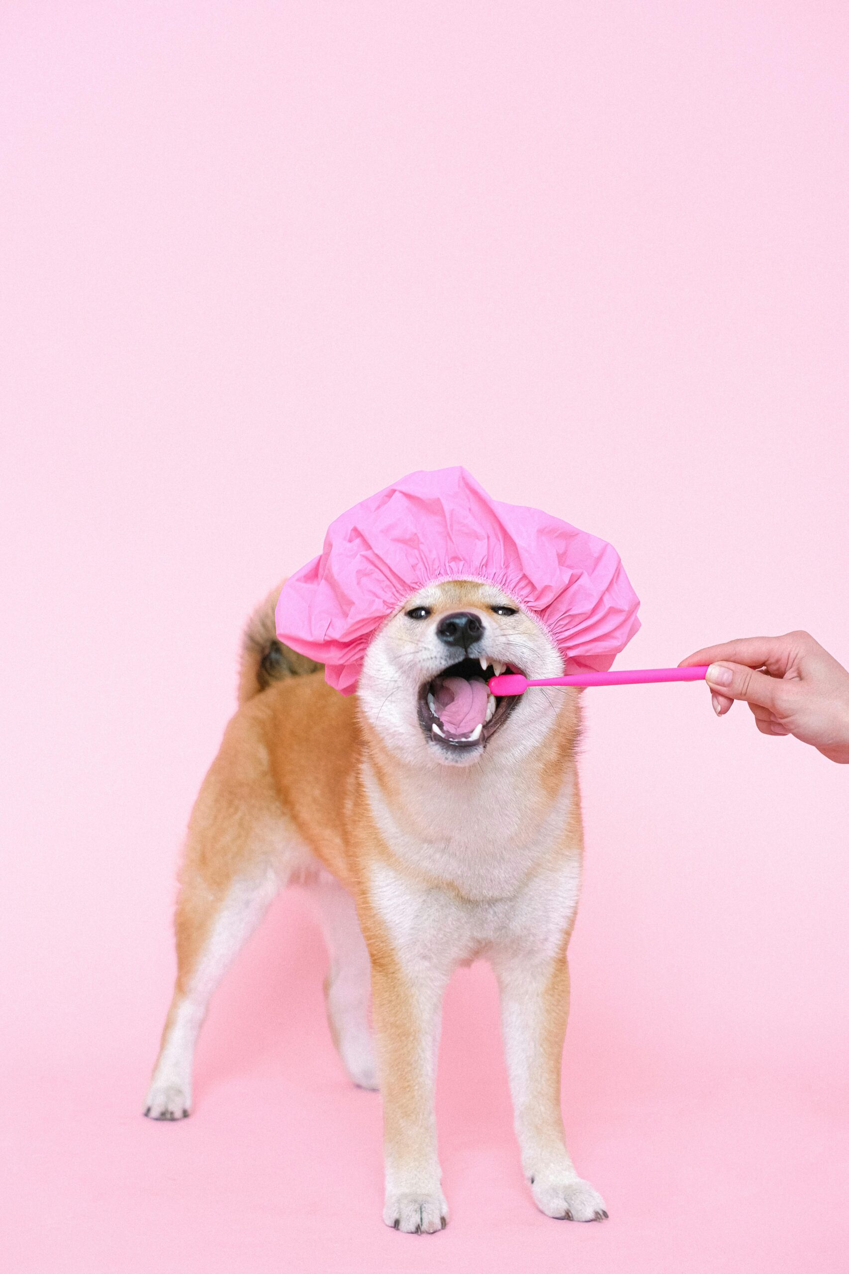 Higiene Bucal em Cães e Gatos: Como Fazer em Casa