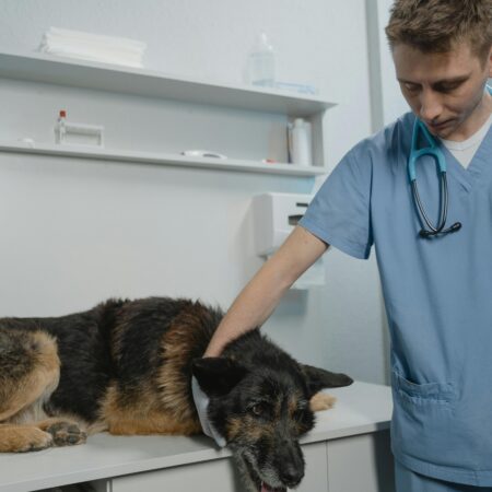 Entendendo as Vacinas Essenciais para Cães e Gatos
