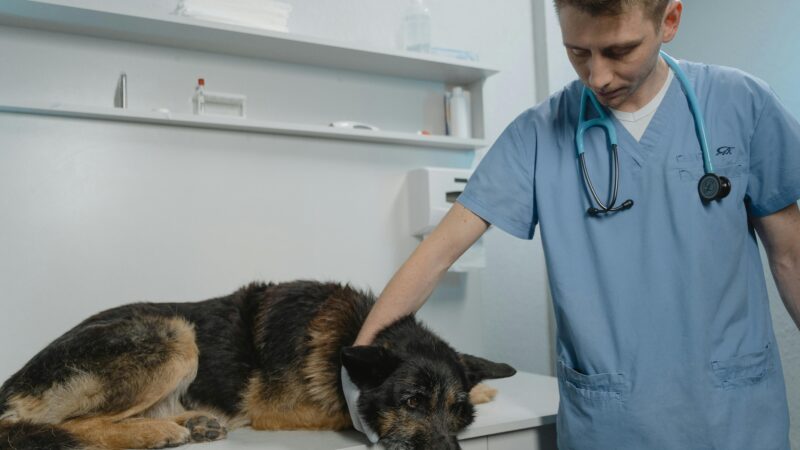 Entendendo as Vacinas Essenciais para Cães e Gatos