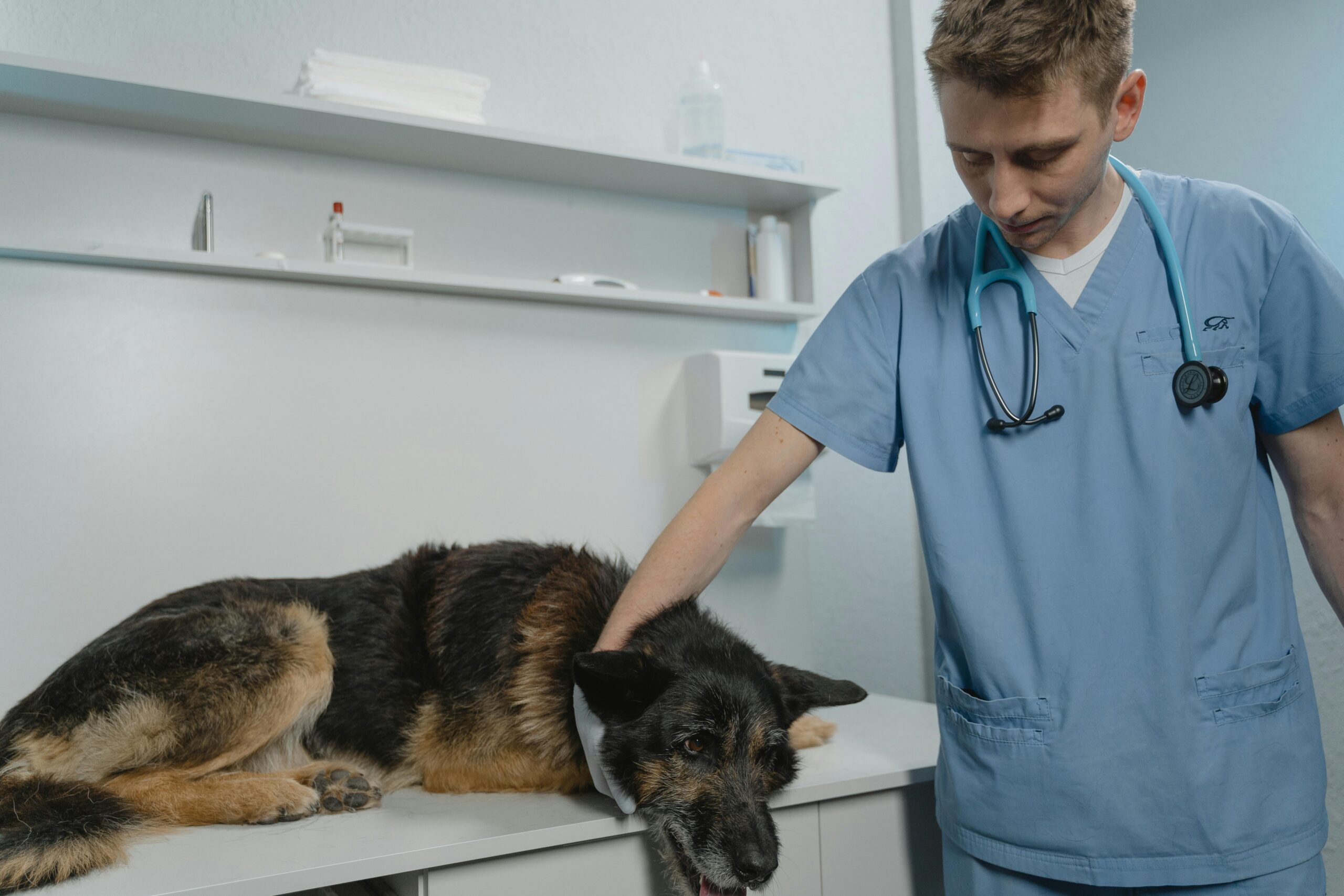Entendendo as Vacinas Essenciais para Cães e Gatos