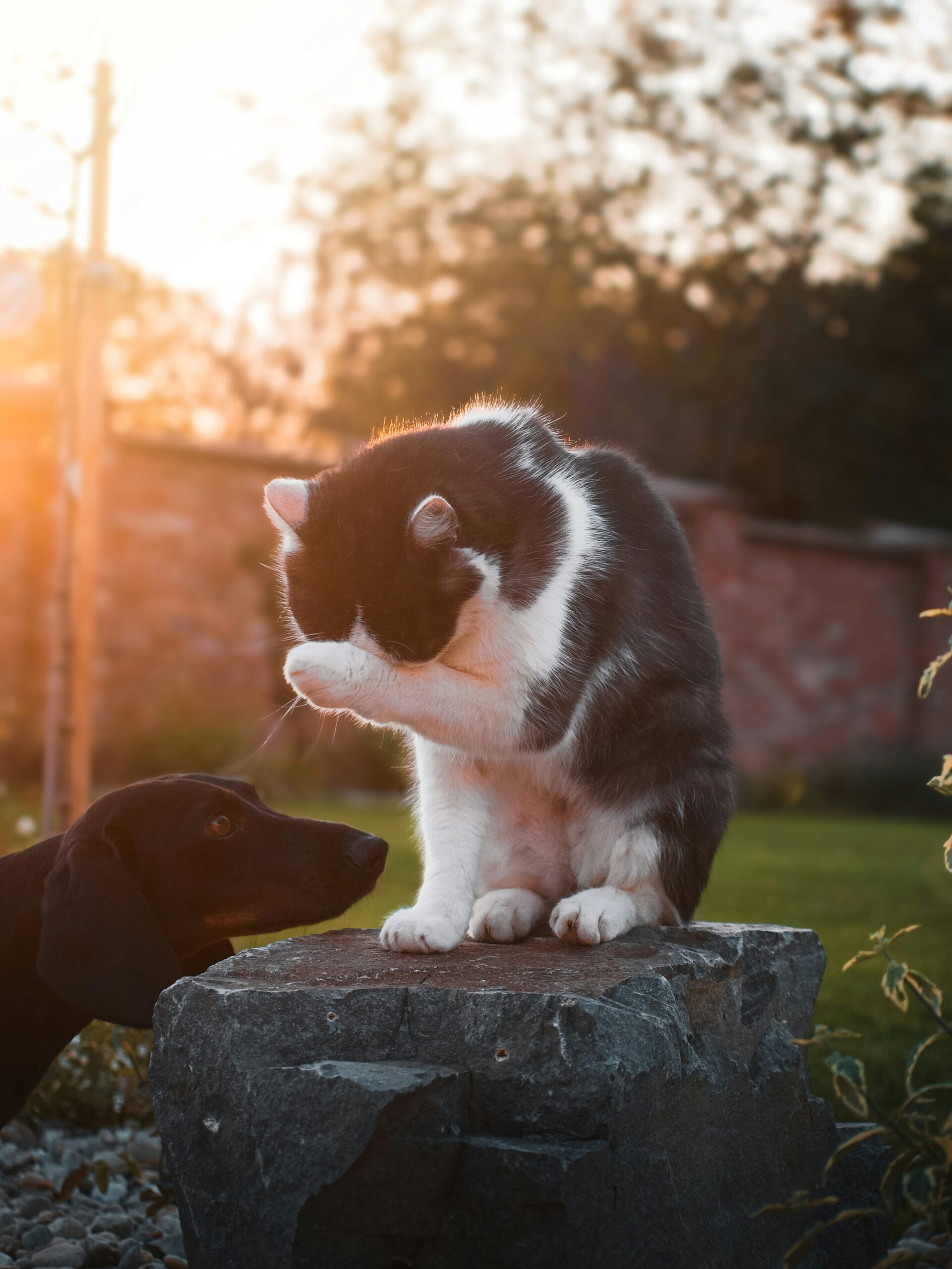 Cuidados com Pets Durante a Primavera do Cerrado