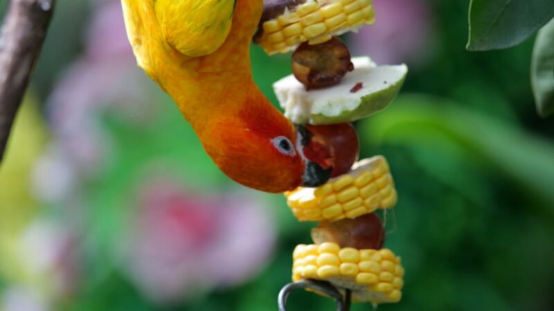 A importância do enriquecimento sensorial para aves