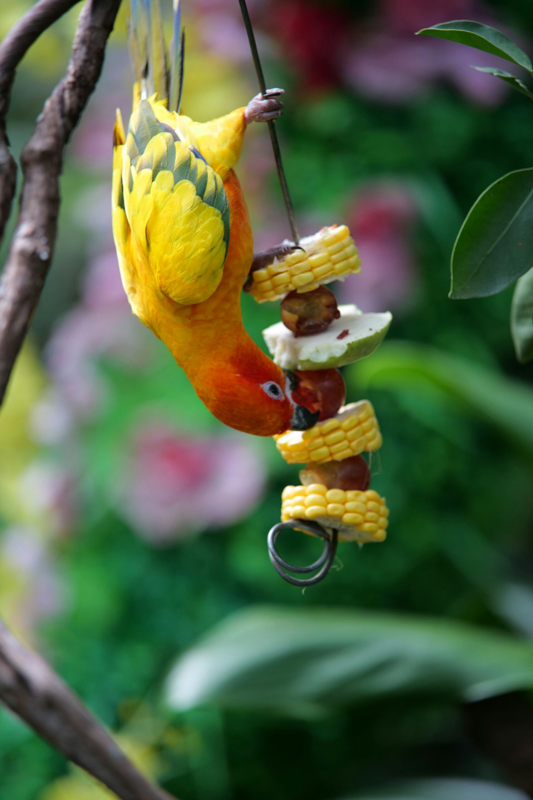 A importância do enriquecimento sensorial para aves