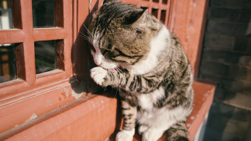 Como lidar com comportamentos destrutivos de gatos