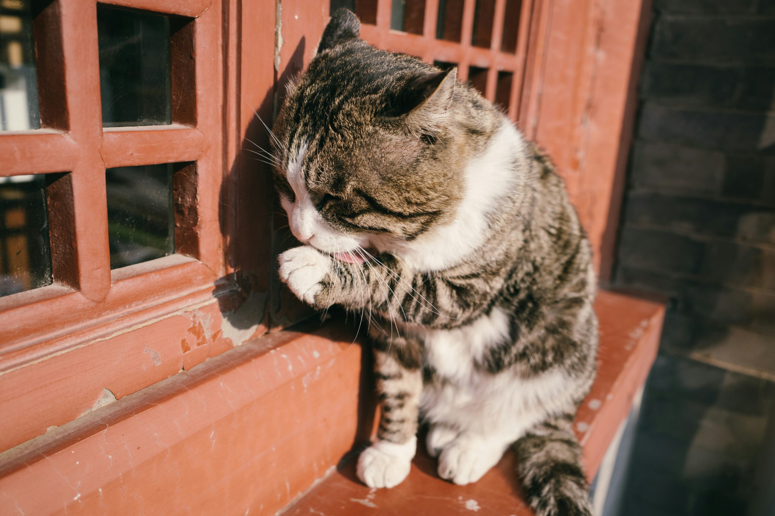 Como lidar com comportamentos destrutivos de gatos