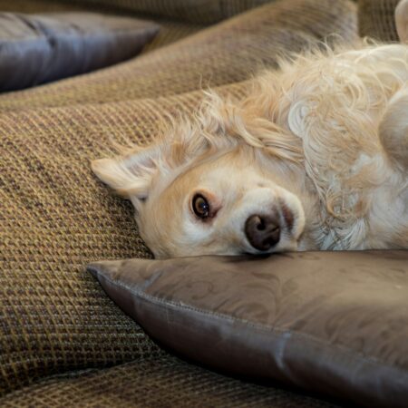 Técnicas de relaxamento para pets ansiosos