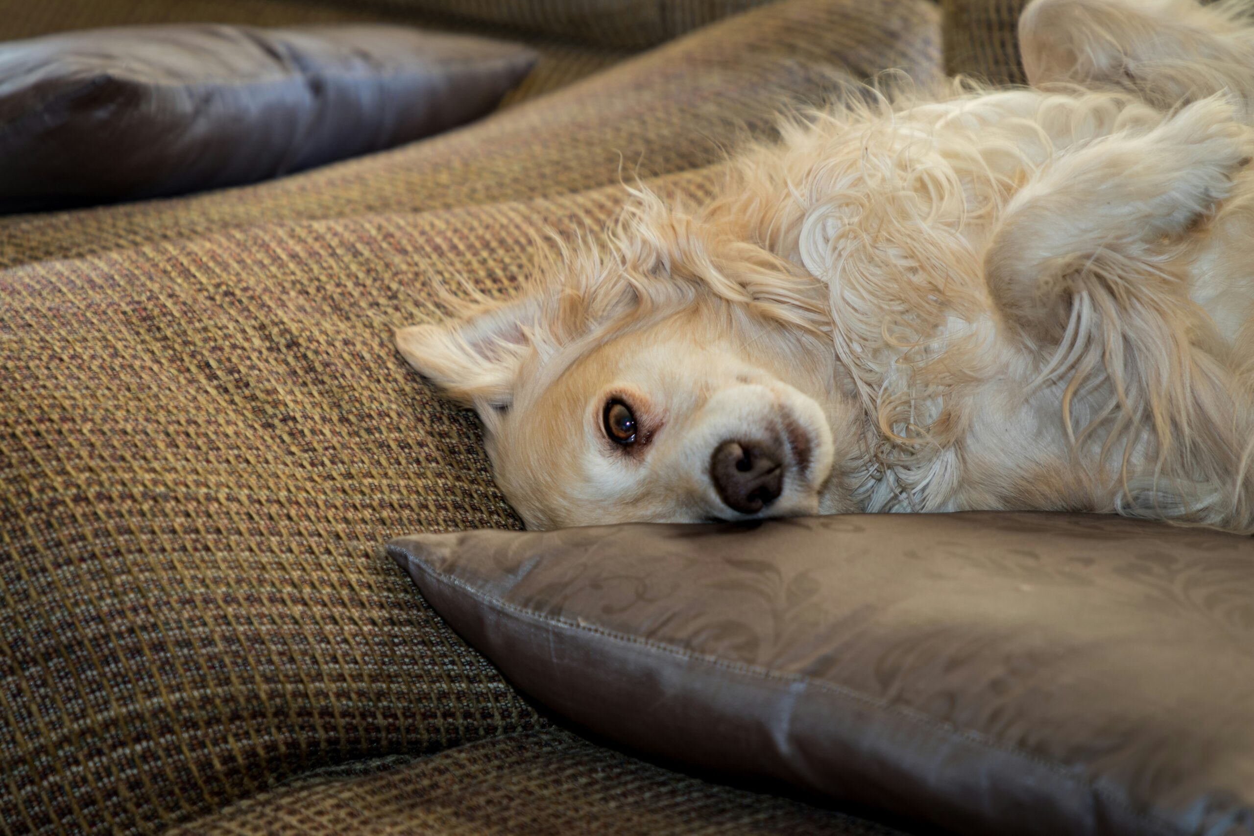 Técnicas de relaxamento para pets ansiosos