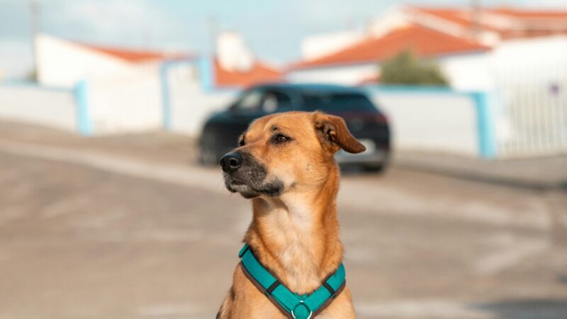 Cuidados com pets expostos à poluição e poeira