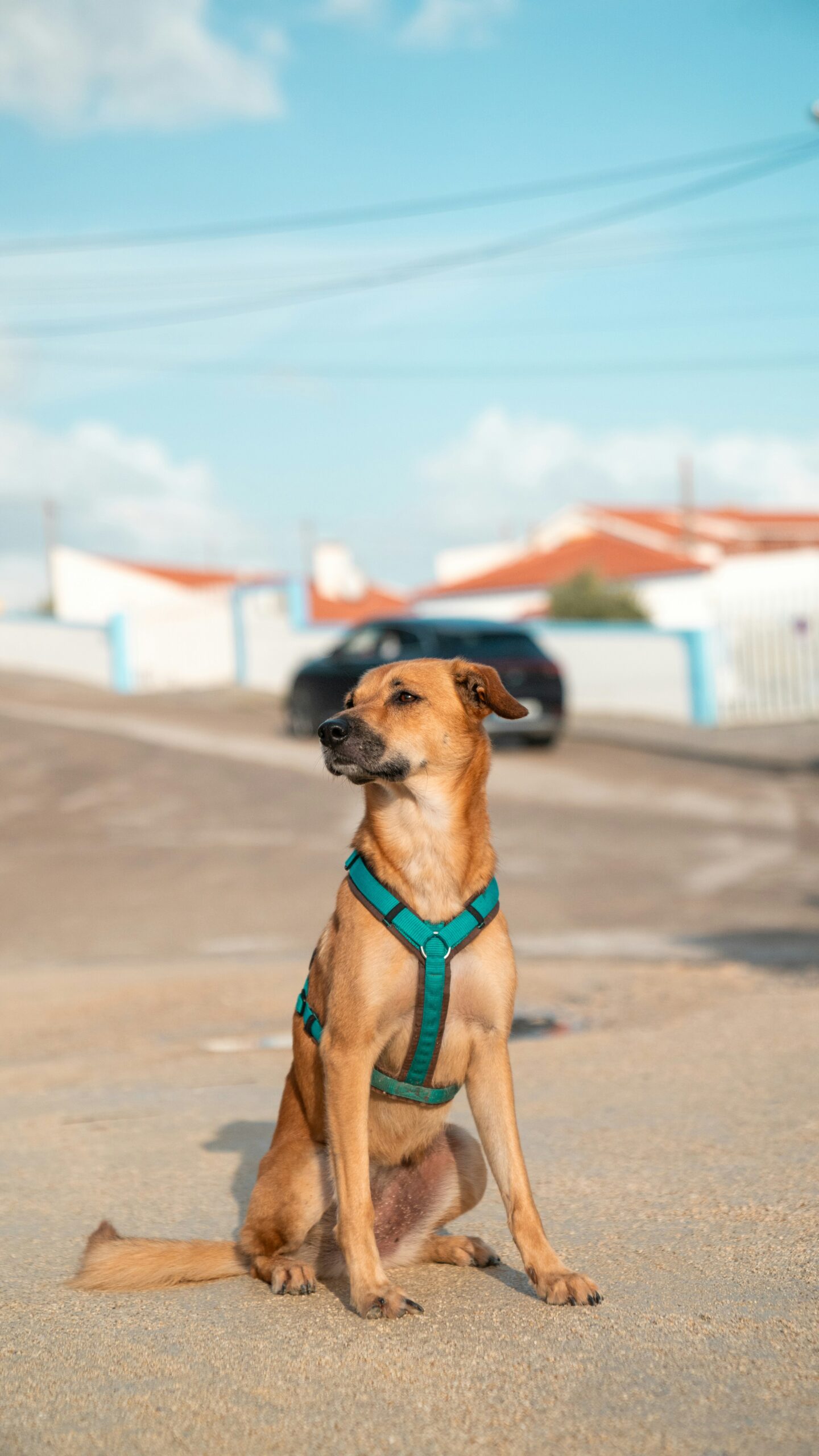 Cuidados com pets expostos à poluição e poeira