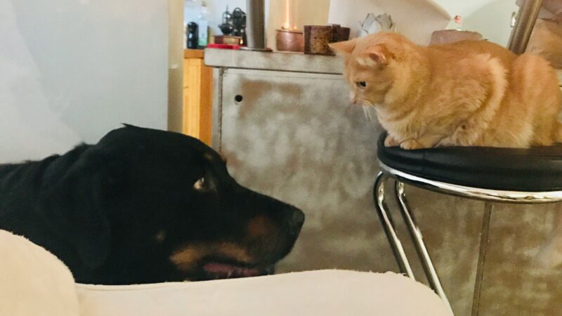 Evitando acidentes domésticos com pets curiosos