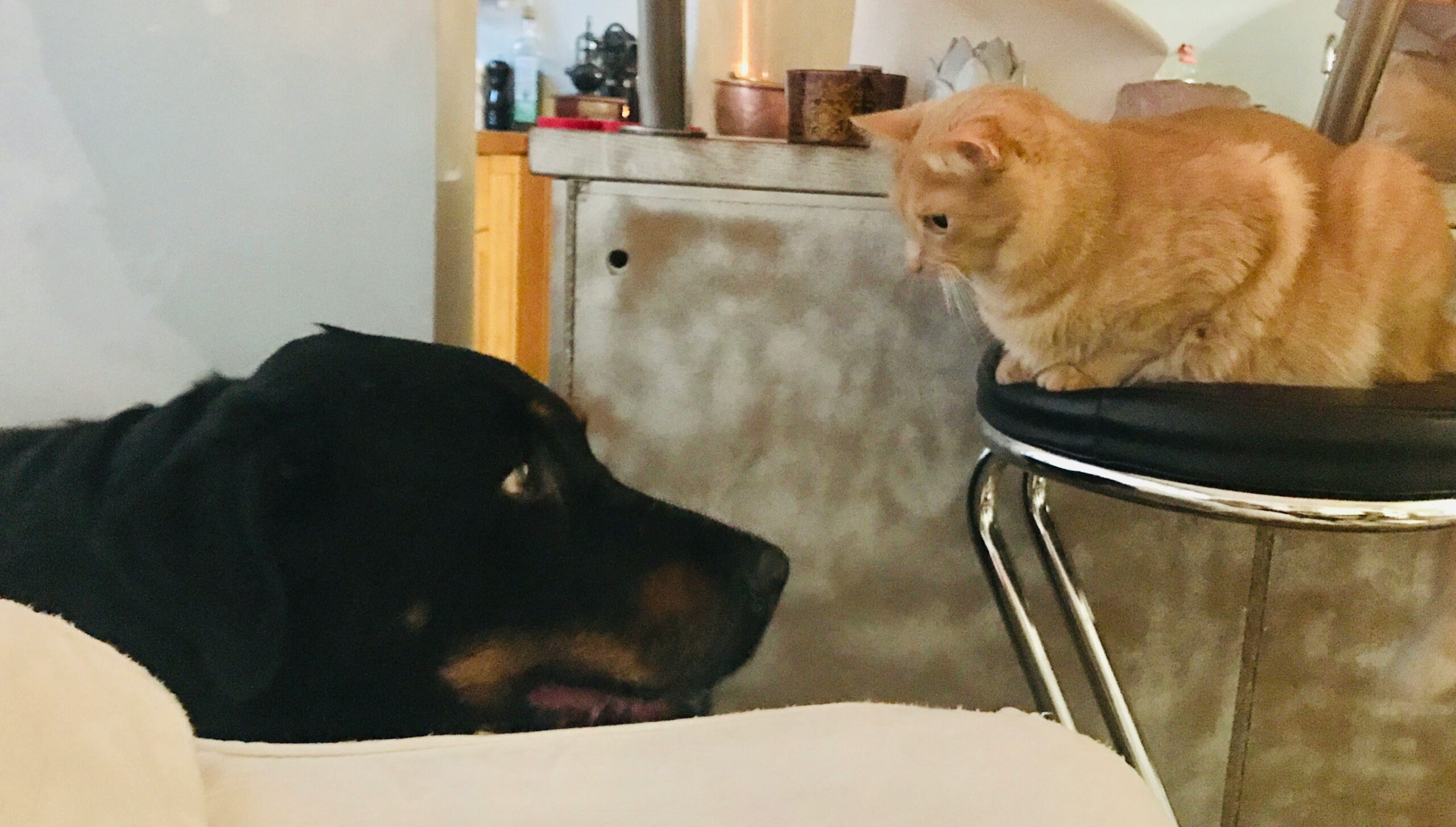 Evitando acidentes domésticos com pets curiosos