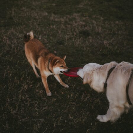 Como socializar cães com diferentes temperamentos